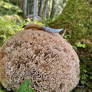 Eastern Cauliflower Mushroom