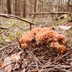 Eastern Cauliflower Mushroom