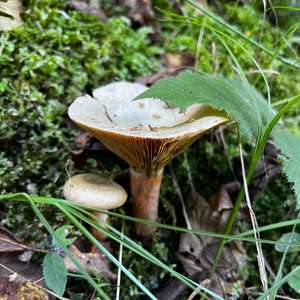 False Saffron Milk Cap