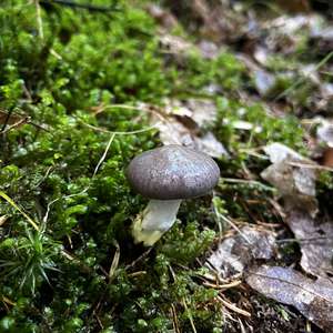 Slimy Gomphidius