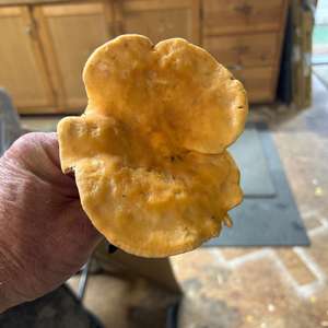 Unknown Species