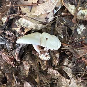 St George`s Mushroom