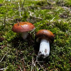 Russula mustelina