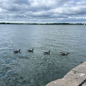 Kanadagans