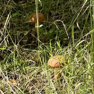 Red-capped Scaber Stalk