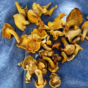 Chanterelle, Common