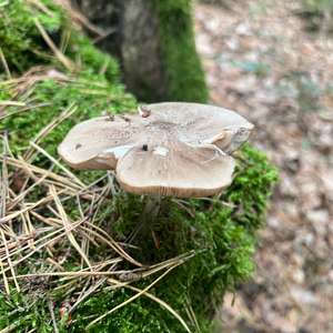 Unknown Species