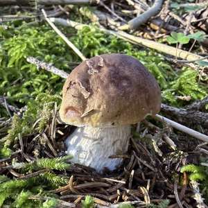Steinpilz