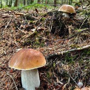 Unknown Species