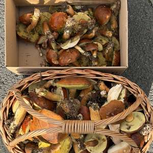 Bay Bolete