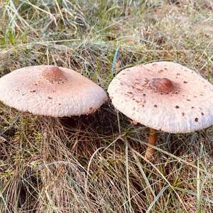 Unknown Species