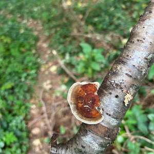 Unknown Species
