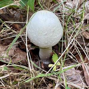 Horse Mushroom
