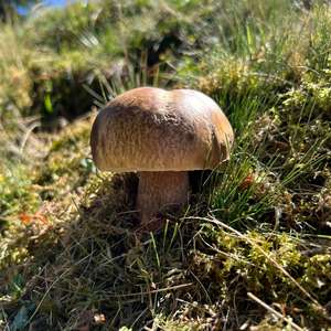 Unknown Species