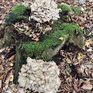 Hen-of-the-Woods