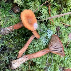 Lactarius aurantiacus