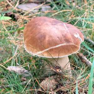 Unknown Species