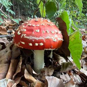 Unknown Species