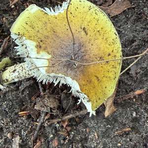 Death Cap