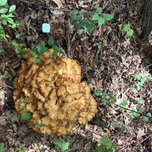 Unknown Species