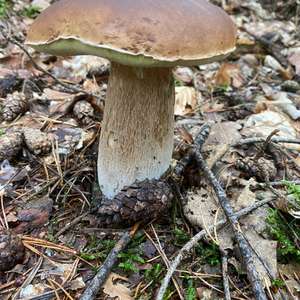 Steinpilz