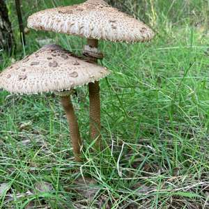 Unknown Species