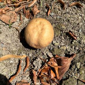 Sommer-Steinpilz