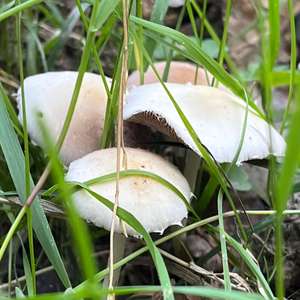 Psathyrella, Common
