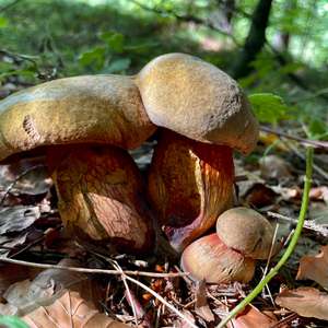 Unknown Species