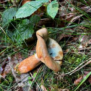 False Saffron Milk Cap