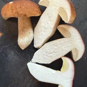 King Bolete