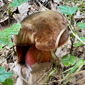 Dotted-stem Bolete