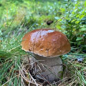 Steinpilz