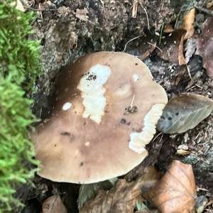 Fawn Mushroom