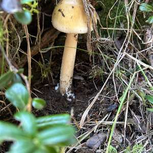 Gelbbräunlicher Scheidenstreifling