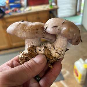 Wood Blewit