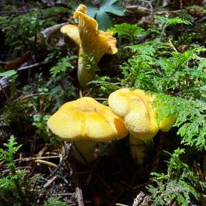 Chanterelle, Common