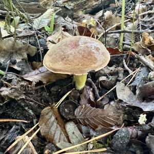 Yellow-cracked Bolete