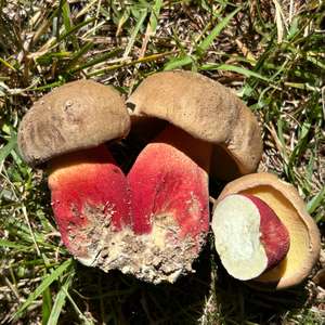 Unknown Species