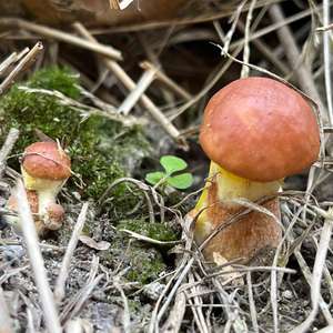 Larch Suillus