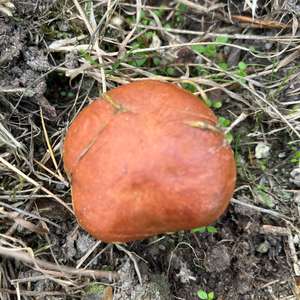 Larch Suillus