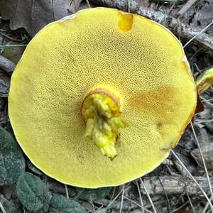 Larch Suillus