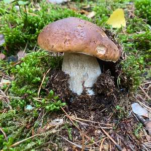 Steinpilz