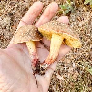 Xerocomus communis