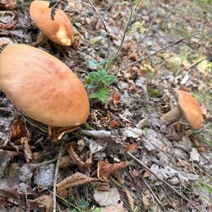 Leccinum rufum