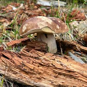 Unknown Species