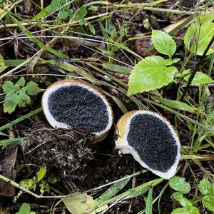 Pigskin Poison Puffball