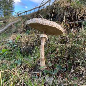 Unknown Species