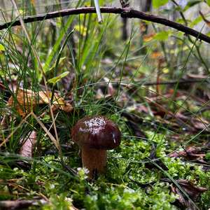 Maronen-Röhrling