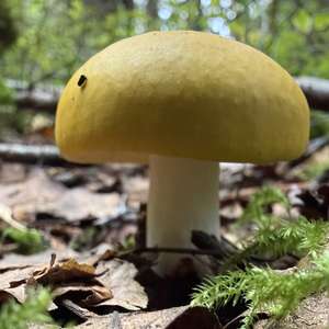 Yellow-ochre Russula